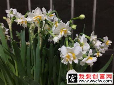 怎样避免水仙花徒长？水培水仙花怎么养？