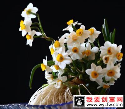 怎样避免水仙花徒长？水培水仙花怎么养？