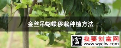 金丝吊蝴蝶移栽种植方法