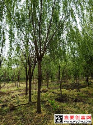 香樟树移植后怎么浇水？香樟移栽后浇水施肥方法