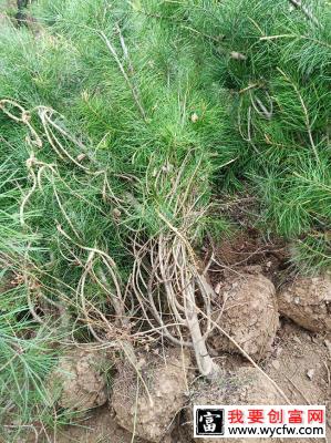 夏季可以栽植白皮松吗？什么季节种植白皮松好