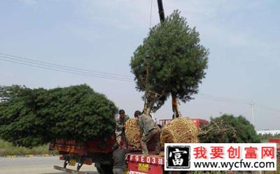 白皮松什么时候修剪好？白皮松修剪时间