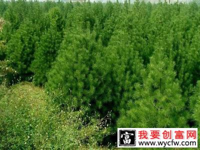 白皮松种植株距多少合适？白皮松移植株距行距