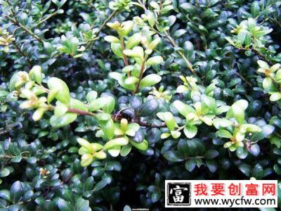 龟甲冬青球如何种植？龟甲冬青球种植时间方法