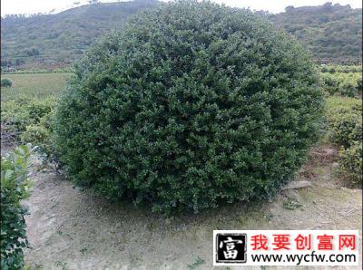 龟甲冬青球如何种植？龟甲冬青球种植时间方法