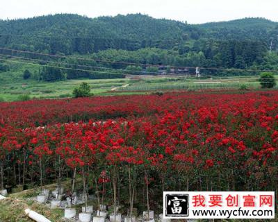 红火箭紫薇什么时间种植？红火箭紫薇花种植技术