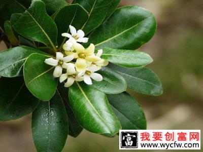 海桐花养几年可以开花？海桐花期时间介绍