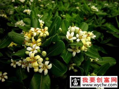 海桐花养几年可以开花？海桐花期时间介绍