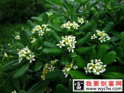 海桐花养几年可以开花？海桐花期时间介绍