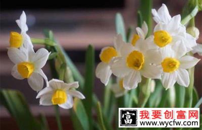 水仙花哑花什么原因？正确的养护方法