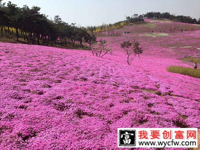 福禄考播种后多久开花？福禄考播种时间和方法