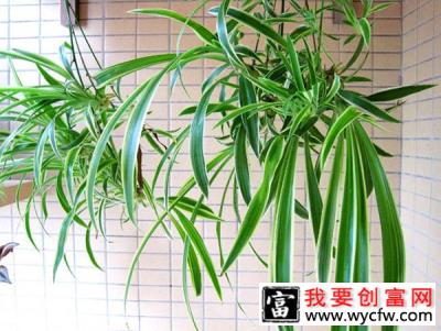 哪些观叶植物好看又好养？观叶绿植盆景推荐