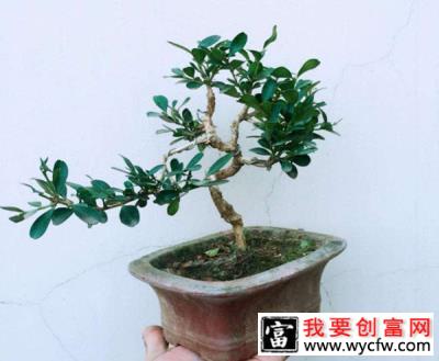 观叶盆景常见植物有哪些？十大观叶盆景种类介绍