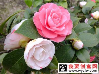 冬季茶花需“进补”，做好了不掉花苞不落叶