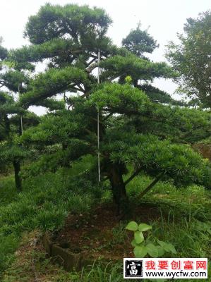 松柏盆景什么时候换土？松柏盆景换土方法