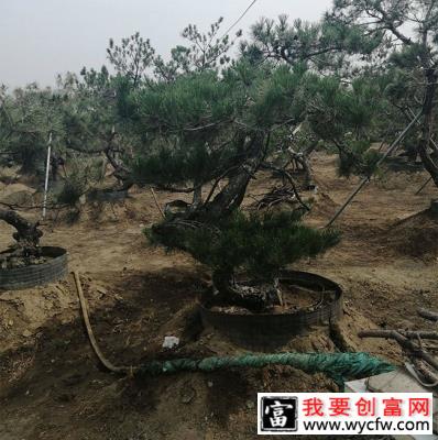 松柏盆景用什么土？松树盆景配土问题介绍