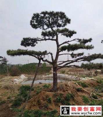 松柏盆景用什么土？松树盆景配土问题介绍