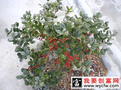 无刺枸骨嫁接用什么砧木？无刺枸骨树的嫁接技术