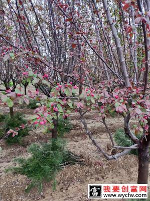 垂丝海棠什么时候移植？垂丝海棠移植时间