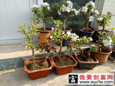 八棱海棠树可以盆栽吗？八棱海棠盆栽种植方法