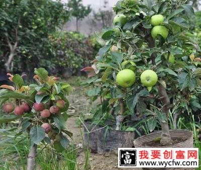 八棱海棠树可以盆栽吗？八棱海棠盆栽种植方法