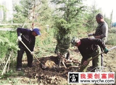 怎样提高补植苗木的成活率