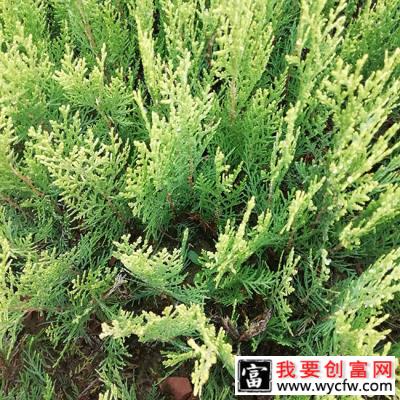 圆柏什么时候能移栽？圆柏栽植时间