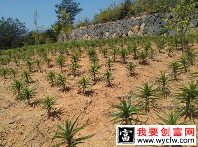 如何种植百合花种球？百合花种球种植方法