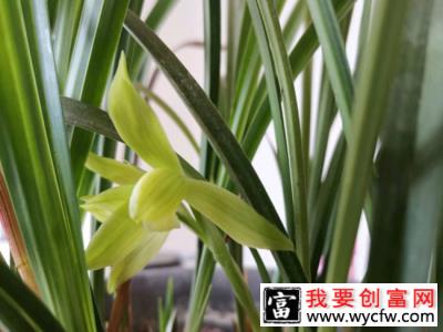 兰花秋季掉花苞怎么办？5方法保花苞