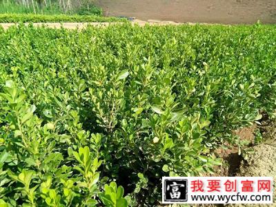 如何种植瓜子黄杨？瓜子黄杨球种植方法