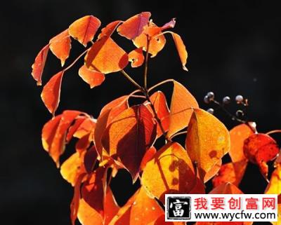 红叶乌桕适合北方吗？红叶乌桕种植管理