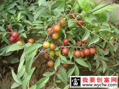 钙果苗什么时间种？钙果苗种植时间方法