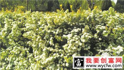 菱叶绣线菊栽培养护技术要点