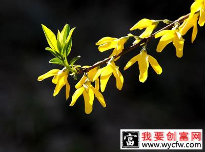 连翘苗几年能开花？连翘什么时候开花结果？