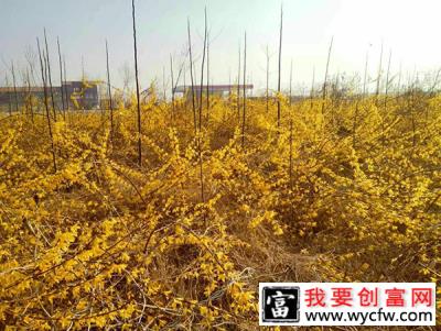 连翘苗几年能开花？连翘什么时候开花结果？