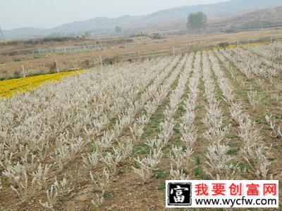 欧李树北方能种植吗？钙果适合什么地区种植？