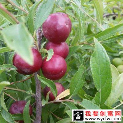 钙果怎么种植？钙果种植技术方法