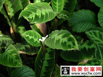 花叶竹芋怎么种植？花叶竹芋种植技术