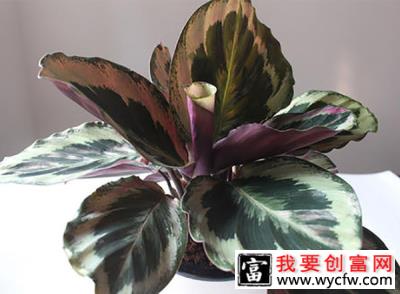 花叶竹芋怎样养？花叶竹芋的养殖方法