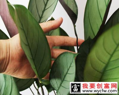 飞羽竹芋怎么浇水？飞羽竹芋浇水管理方法