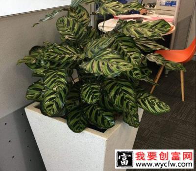 孔雀竹芋吸甲醛吗？孔雀竹芋适合室内养吗？