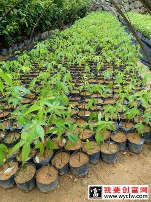 木棉花适合在哪里种植？木棉花种植适合温度