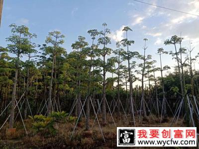 木棉花适合在哪里种植？木棉花种植适合温度