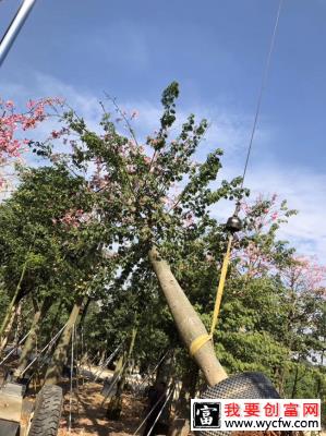 木棉花怎么种植？木棉花种植方法