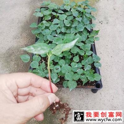 木棉花适合在哪里种植？木棉树适合北方种植吗？