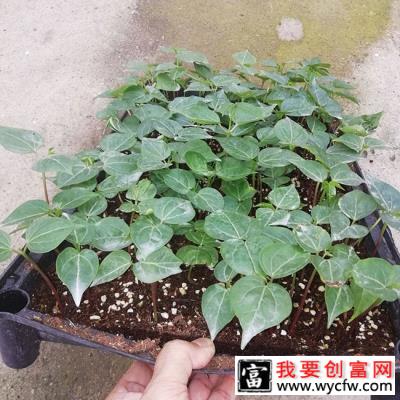 木棉花适合在哪里种植？木棉树适合北方种植吗？