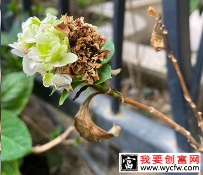 这5种花要晚“入室”，冻一冻能增强抗性！