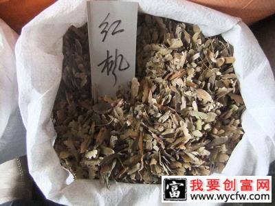 美国红枫种子怎么种植？红枫盆栽种子种植方法