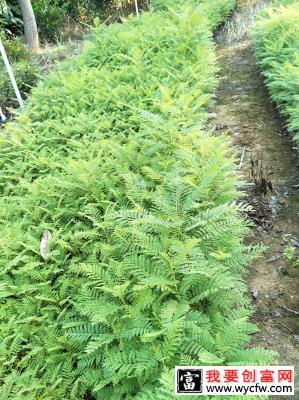 蓝花楹适合北方种植吗？蓝花楹北方寒冷季节能种吗？