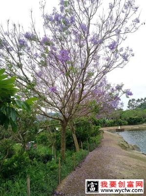 中国哪里有蓝花楹树？蓝花楹种植地区